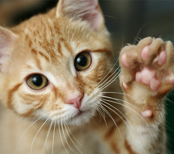 Declawing Cats