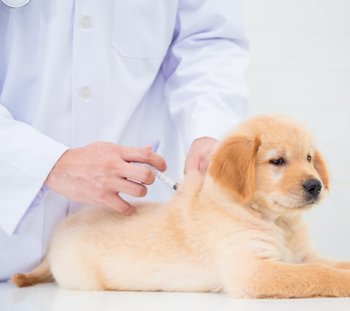 Dog Vaccinations in Saint Michaels