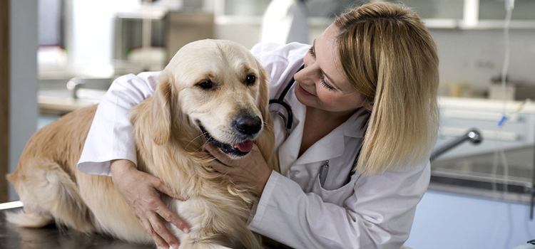 animal hospital nutritional counseling in Essex