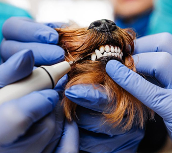 Reisterstown Dog Dentist