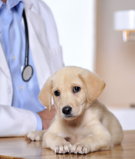 Veterinarian Clinic - Emergency Vet And Pet Clinic Near Me