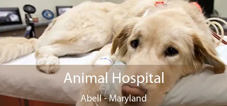 Animal Hospital Abell - Maryland