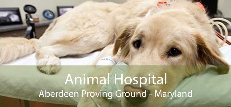 Animal Hospital Aberdeen Proving Ground - Maryland