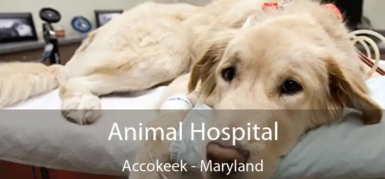 Animal Hospital Accokeek - Maryland