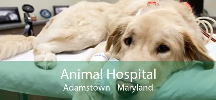 Animal Hospital Adamstown - Maryland