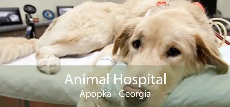 Animal Hospital Apopka - Georgia