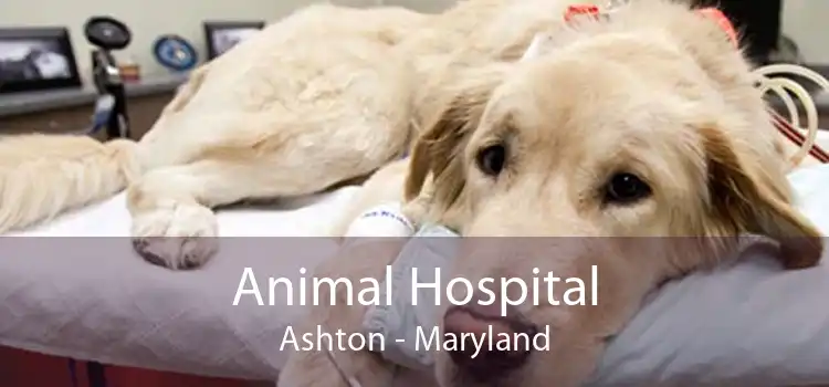 Animal Hospital Ashton - Maryland