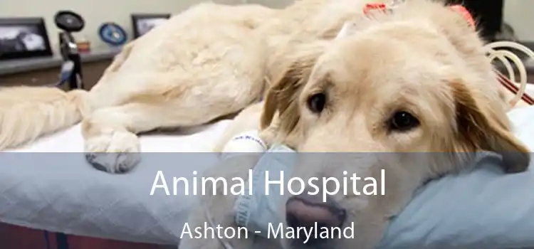 Animal Hospital Ashton - Maryland