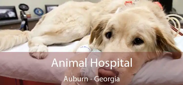 Animal Hospital Auburn - Georgia