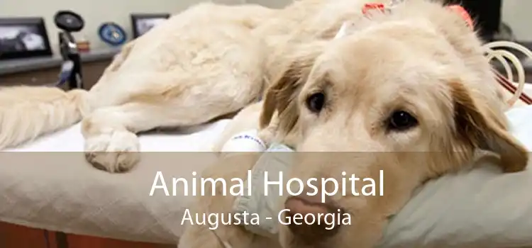 Animal Hospital Augusta - Georgia
