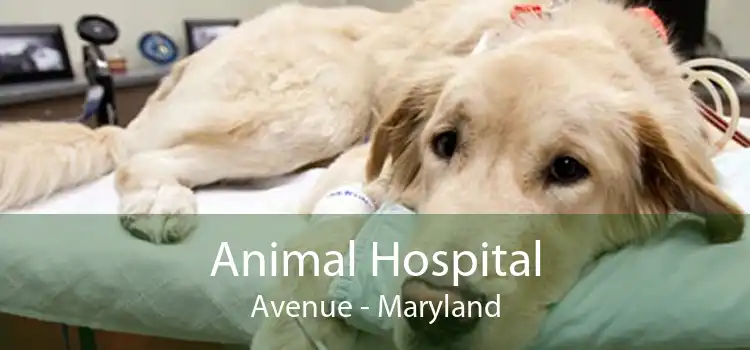 Animal Hospital Avenue - Maryland