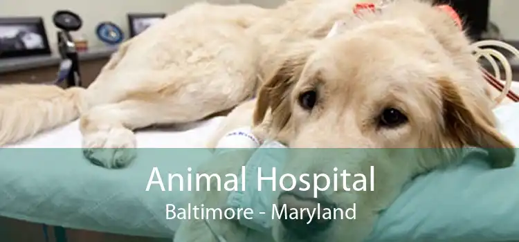 Animal Hospital Baltimore - Small, Affordable, And Emergency Animal Hospital