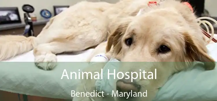 Animal Hospital Benedict - Maryland