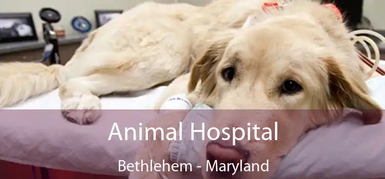 Animal Hospital Bethlehem - Maryland