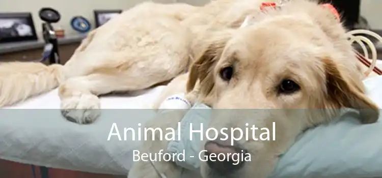 Animal Hospital Beuford - Georgia
