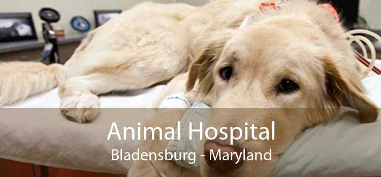 Animal Hospital Bladensburg - Maryland