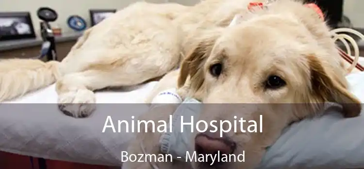 Animal Hospital Bozman - Maryland