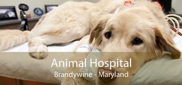 Animal Hospital Brandywine - Maryland
