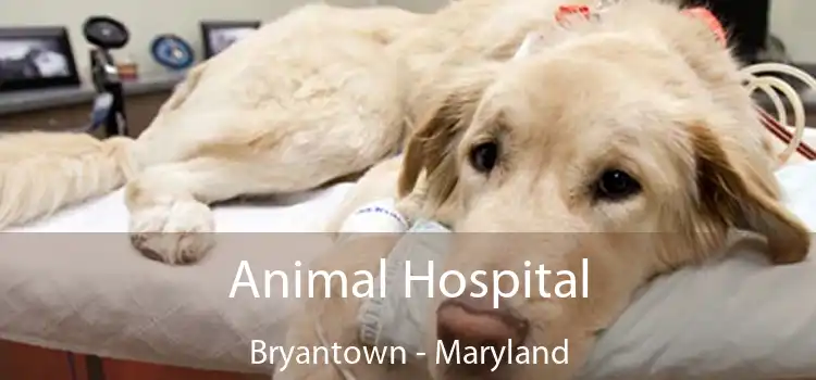 Animal Hospital Bryantown - Maryland