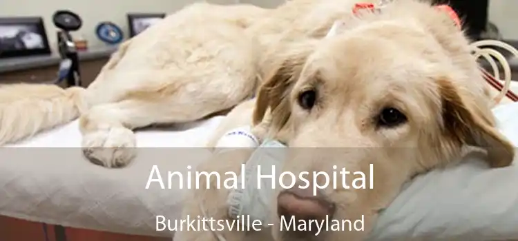 Animal Hospital Burkittsville - Maryland