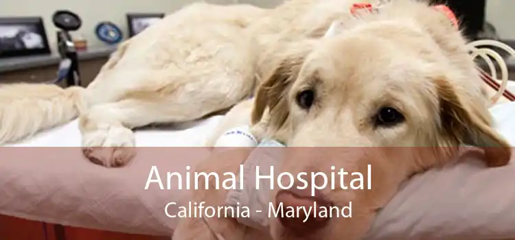 Animal Hospital California - Maryland