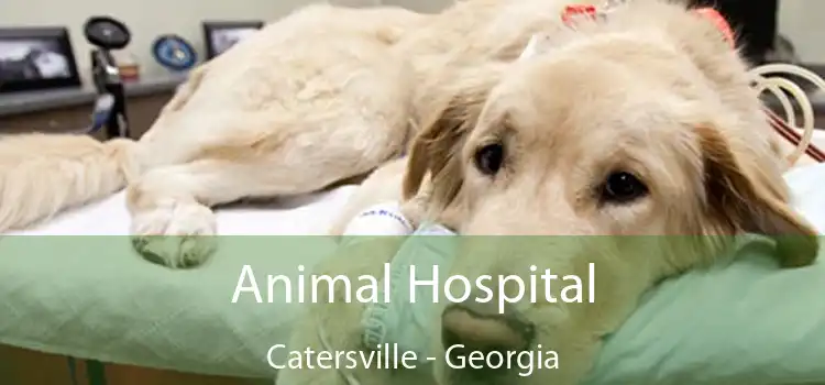 Animal Hospital Catersville - Georgia