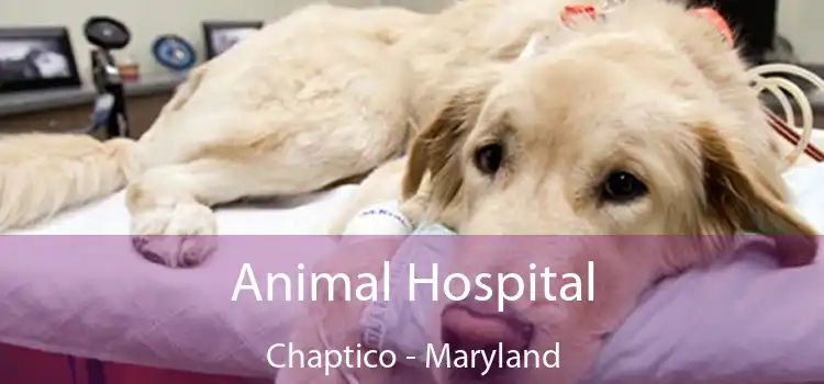 Animal Hospital Chaptico - Maryland