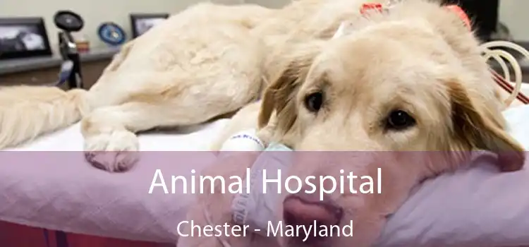 Animal Hospital Chester - Maryland