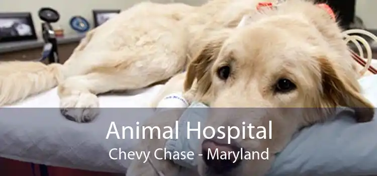 Animal Hospital Chevy Chase - Maryland