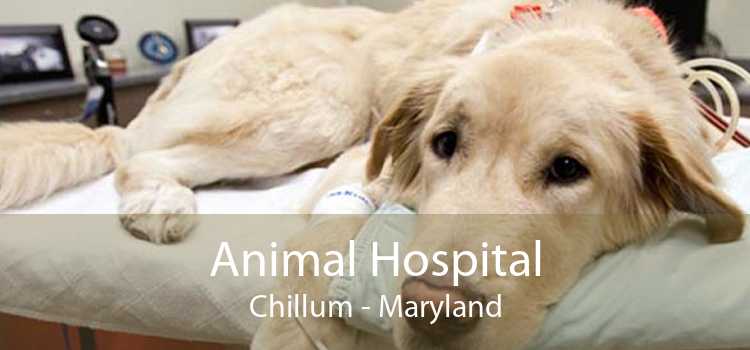 Animal Hospital Chillum - Maryland