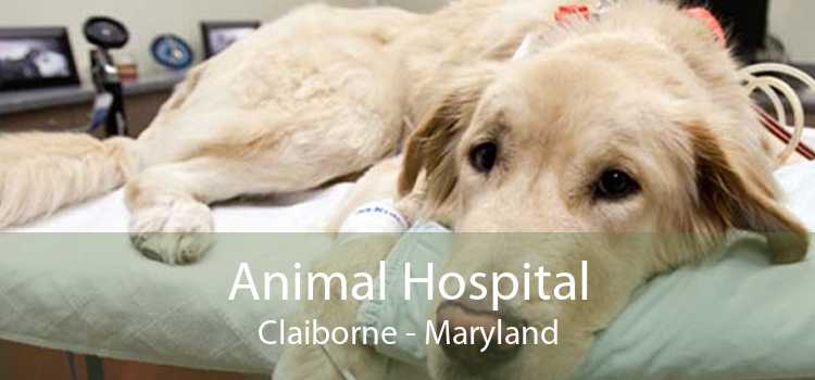 Animal Hospital Claiborne - Maryland