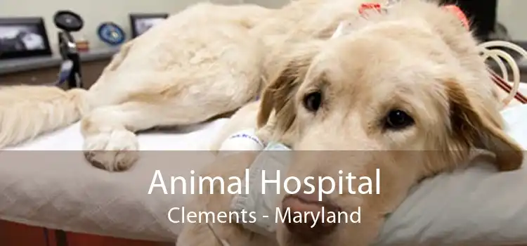 Animal Hospital Clements - Maryland