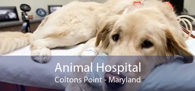 Animal Hospital Coltons Point - Maryland