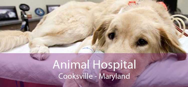 Animal Hospital Cooksville - Maryland