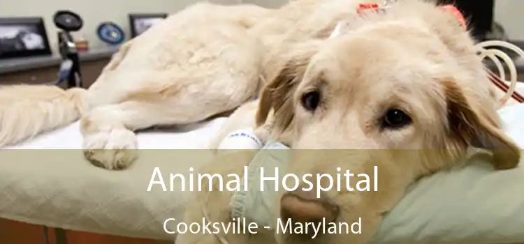 Animal Hospital Cooksville - Maryland