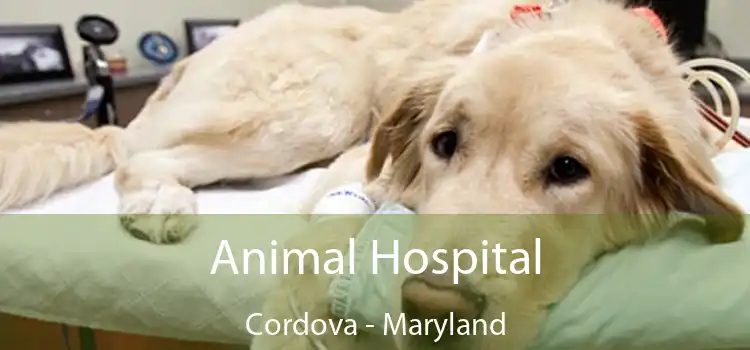 Animal Hospital Cordova - Maryland