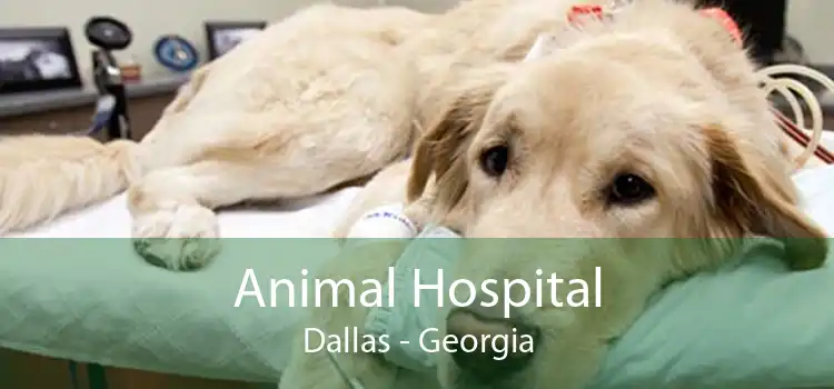 Animal Hospital Dallas - Georgia