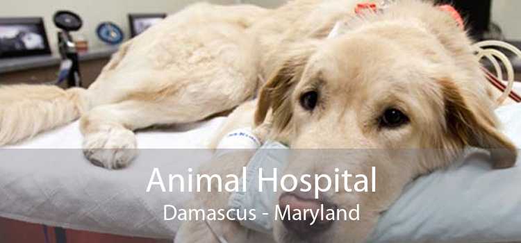 Animal Hospital Damascus - Maryland