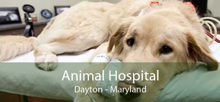 Animal Hospital Dayton - Maryland