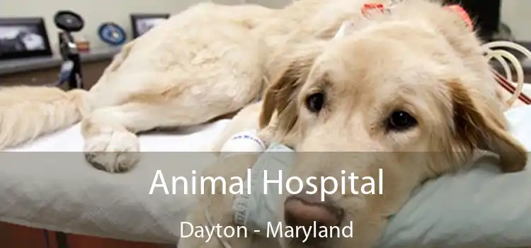 Animal Hospital Dayton - Maryland