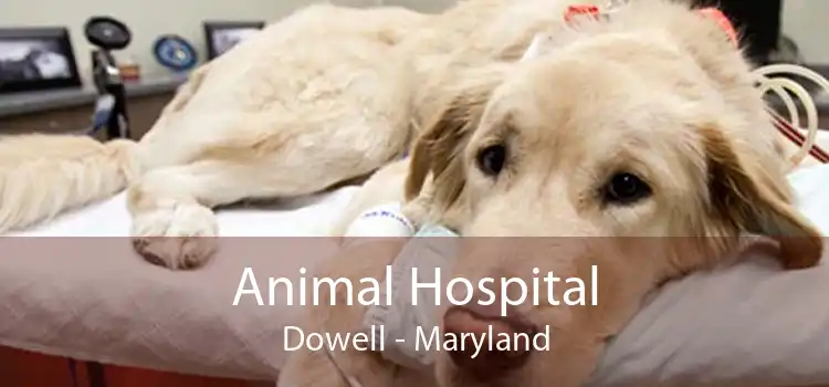 Animal Hospital Dowell - Maryland