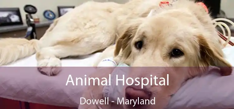 Animal Hospital Dowell - Maryland