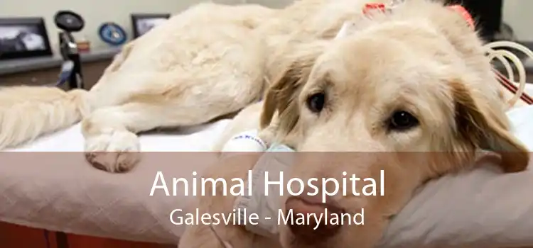 Animal Hospital Galesville - Maryland