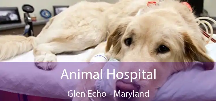 Animal Hospital Glen Echo - Maryland