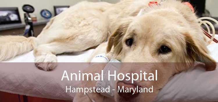 Animal Hospital Hampstead - Maryland