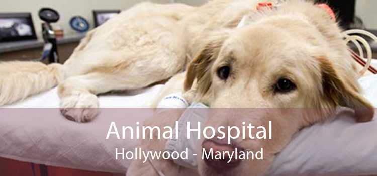 Animal Hospital Hollywood - Maryland