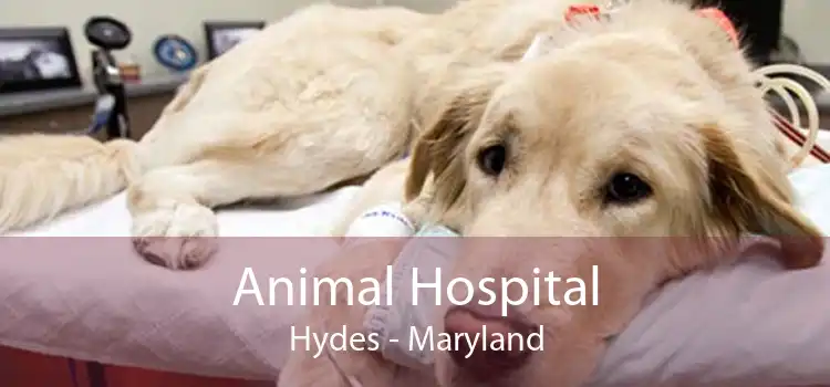 Animal Hospital Hydes - Maryland