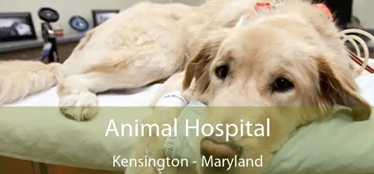 Animal Hospital Kensington - Maryland