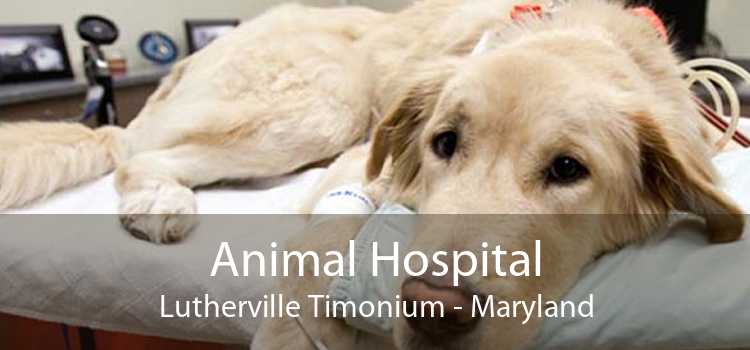 Animal Hospital Lutherville Timonium - Maryland