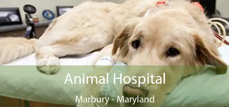 Animal Hospital Marbury - Maryland